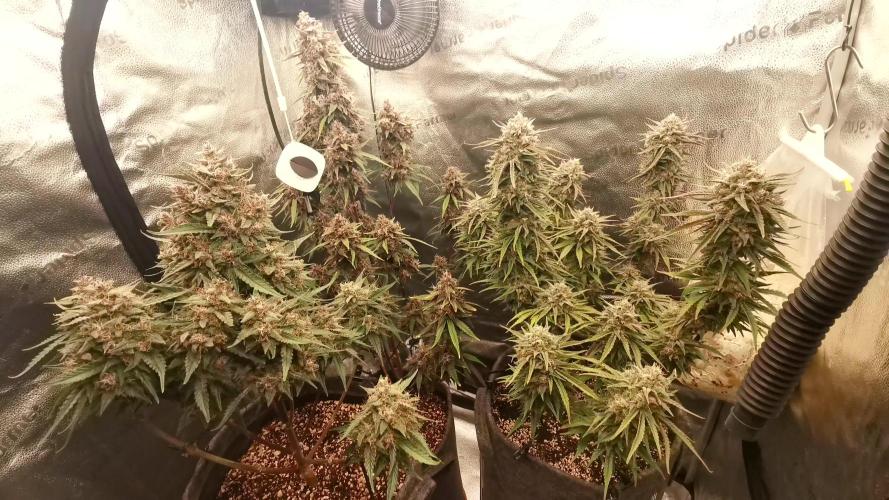 Papaya Cookies Auto Fast Buds