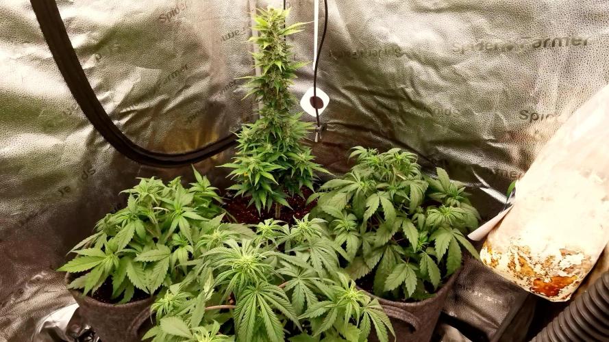 Lemon Haze Automatic Barney's Farm