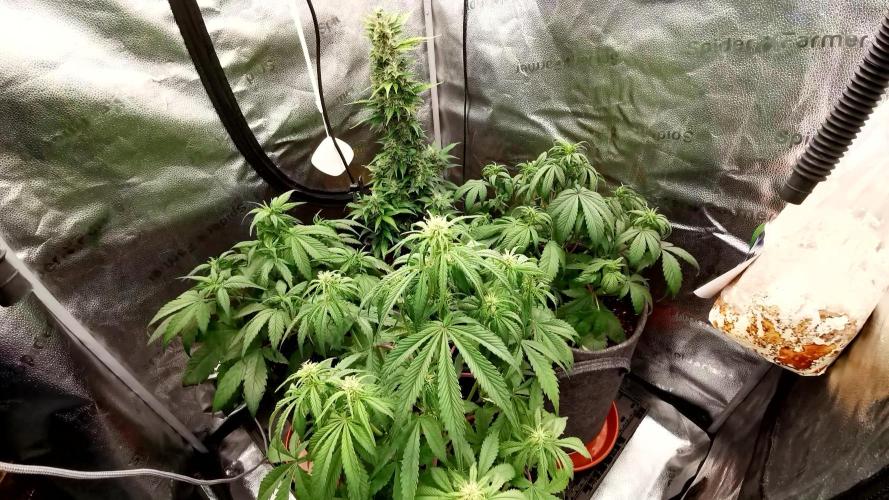 Lemon Haze Automatic Barney's Farm