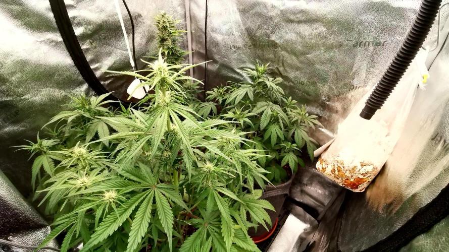 Lemon Haze Automatic Barney's Farm