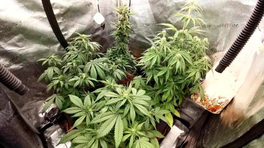 Lemon Haze Automatic Barney's Farm