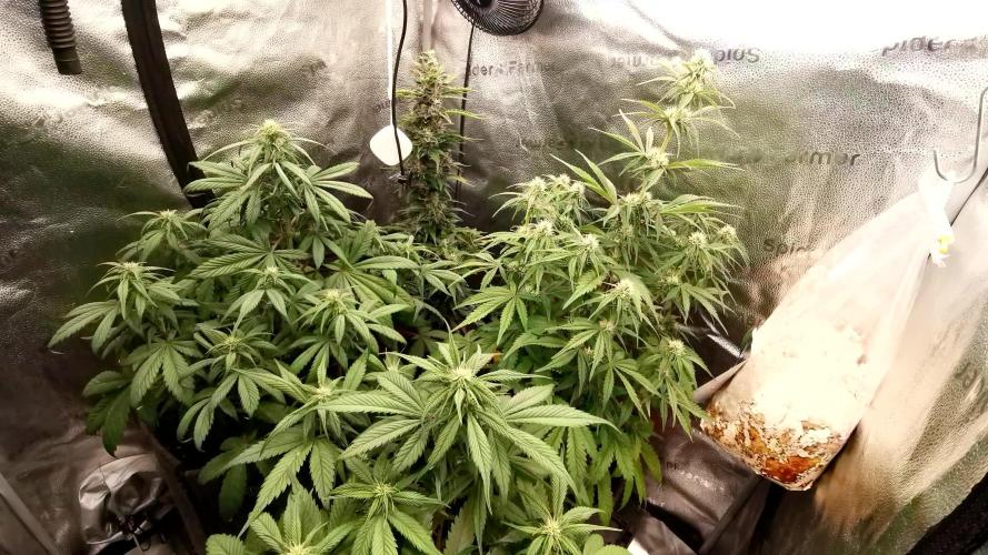 Lemon Haze Automatic Barney's Farm