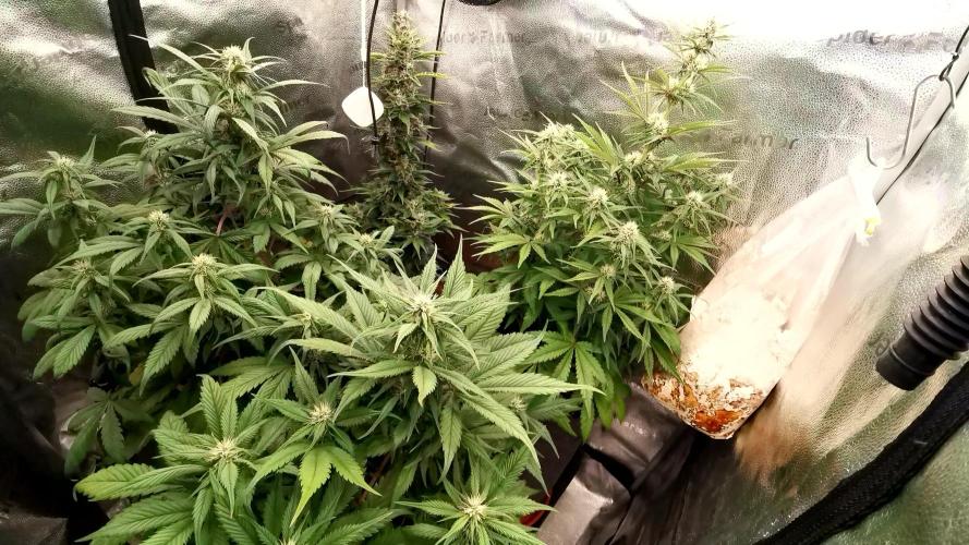 Lemon Haze Automatic Barney's Farm