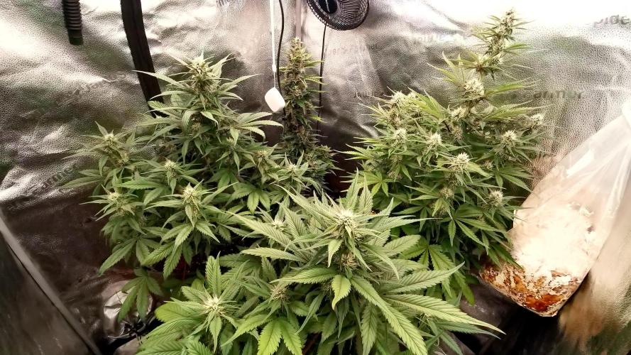 Lemon Haze Automatic Barney's Farm