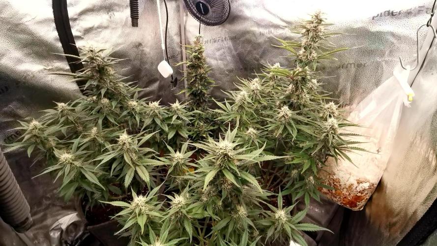 Lemon Haze Automatic Barney's Farm