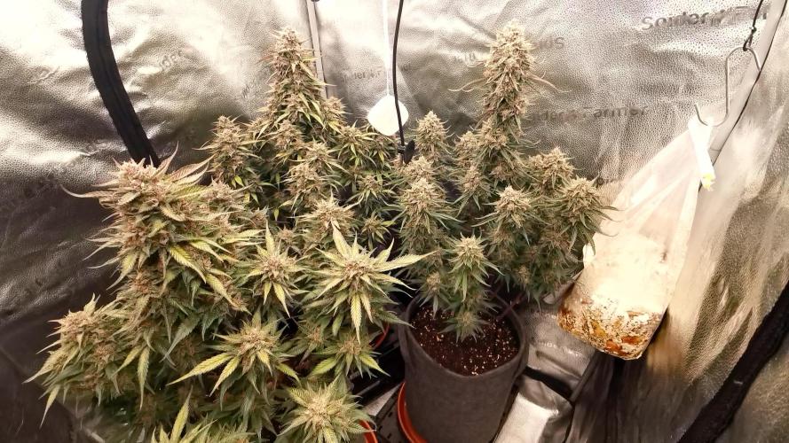 Ztrawberriez Automatic