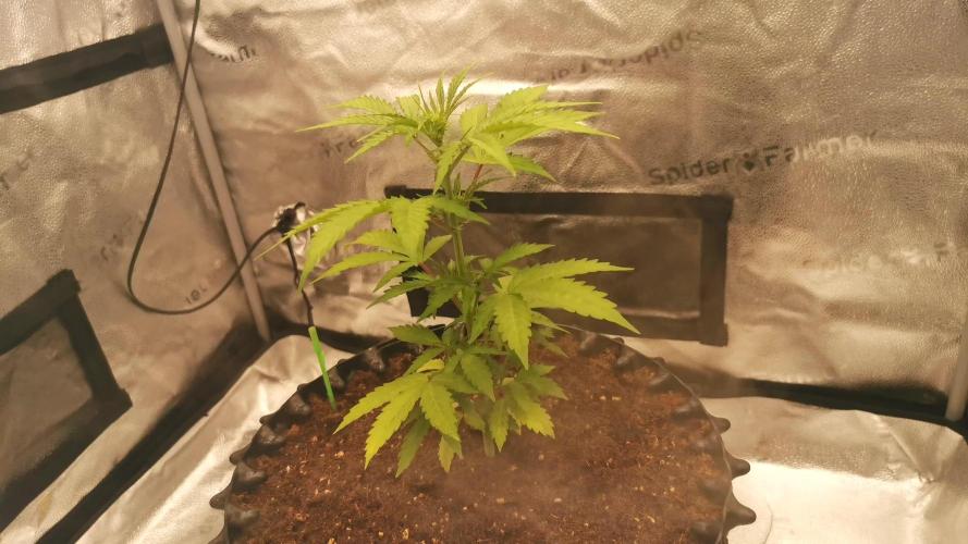 Lemon Haze Automatic Barney's Farm