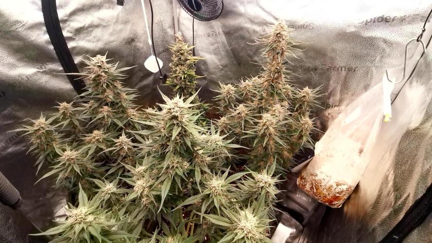 Lemon Haze Automatic Barney's Farm