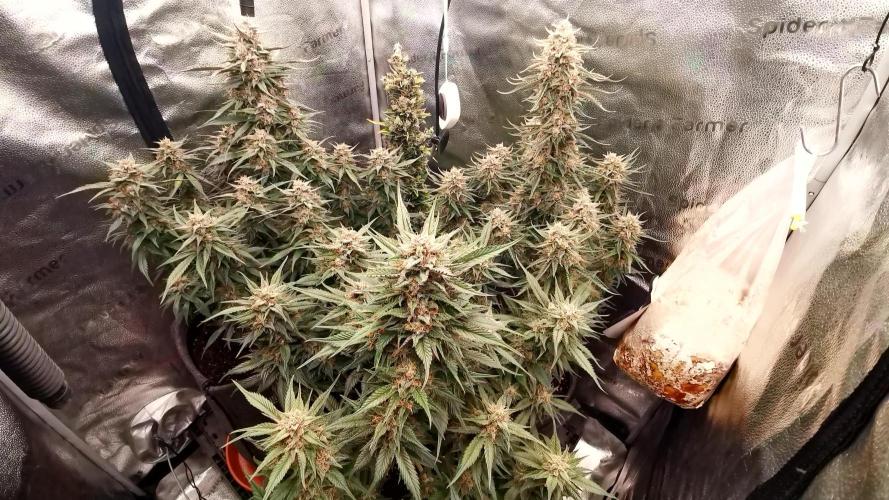 Lemon Haze Automatic Barney's Farm