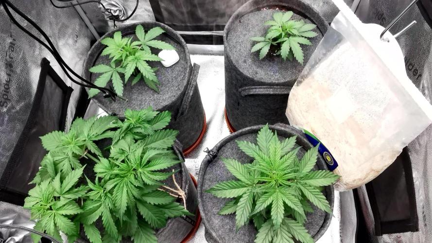 Bruce Banner Automatic