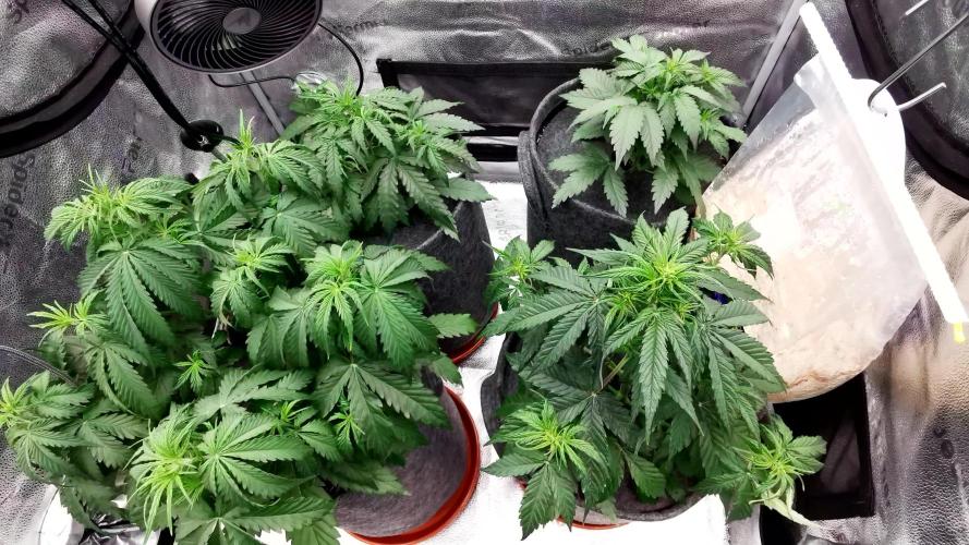 Bruce Banner Automatic