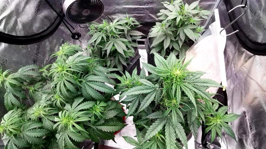 Bruce Banner Automatic