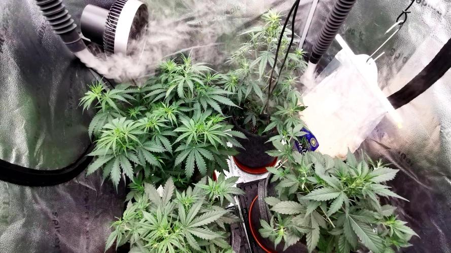 Bruce Banner Automatic