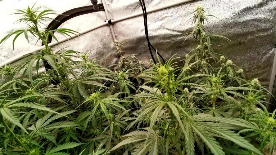 Bruce Banner Automatic