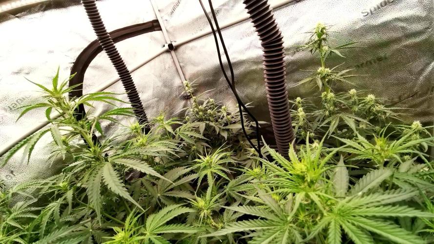 Gorilla Punch Automatic #2