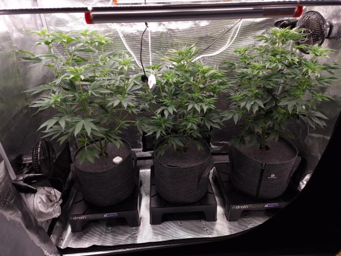 Blueberry Cupcake first Photoperiodics. Week 6 - Day 36