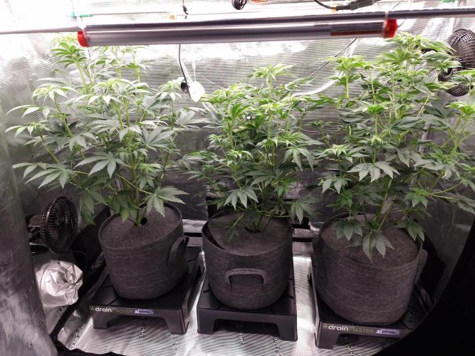 Blueberry Cupcake first Photoperiodics. Week 6 - Day 37