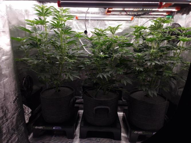 Blueberry Cupcake first Photoperiodics. Week 6 - Day 38