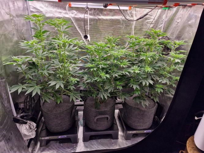 Blueberry Cupcake first Photoperiodics. Week 6 - Day 39