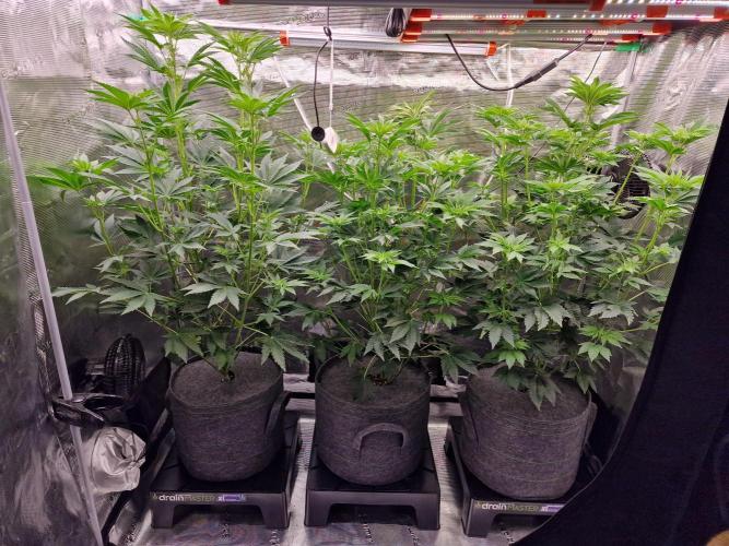 Blueberry Cupcake first Photoperiodics. Week 6 - Day 40