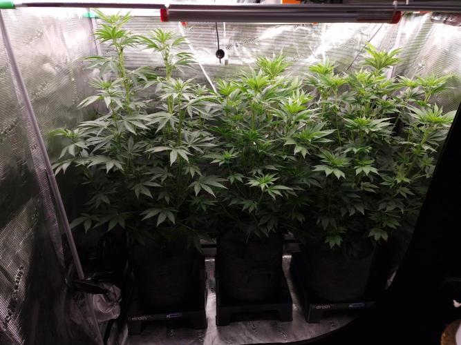 Blueberry Cupcake first Photoperiodics. Week 6 - Day 41