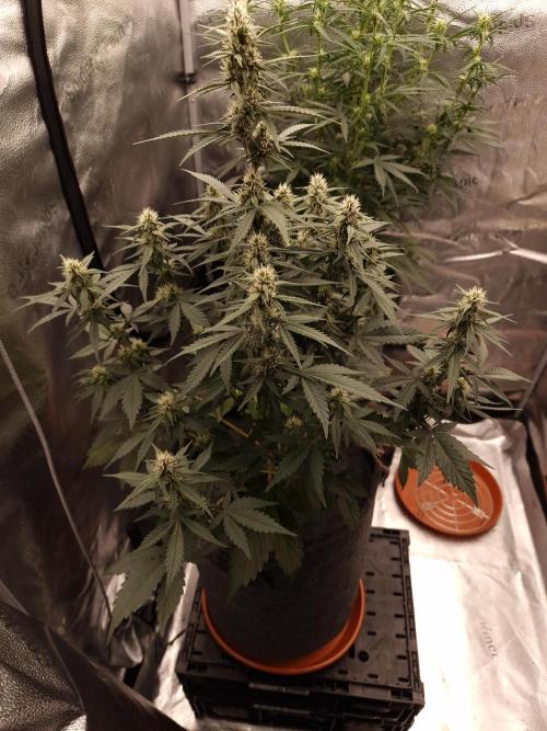 Gorilla Punch Automatic #2. Week 6