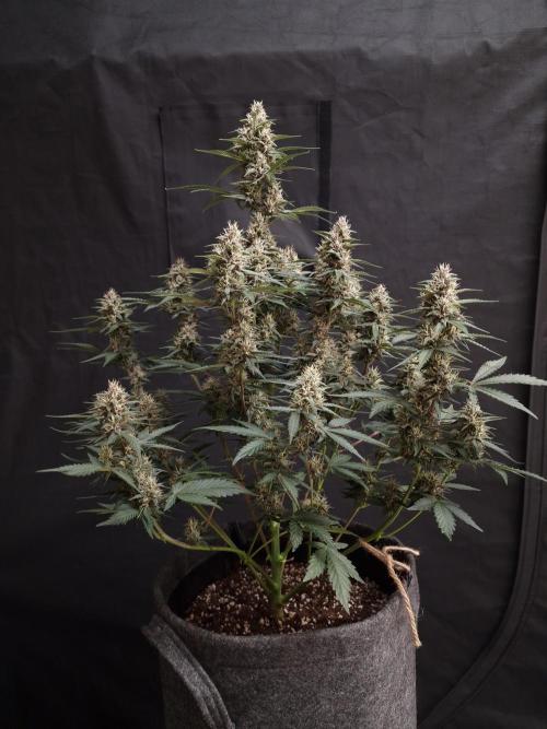 Gorilla Punch Automatic #2. Week 6