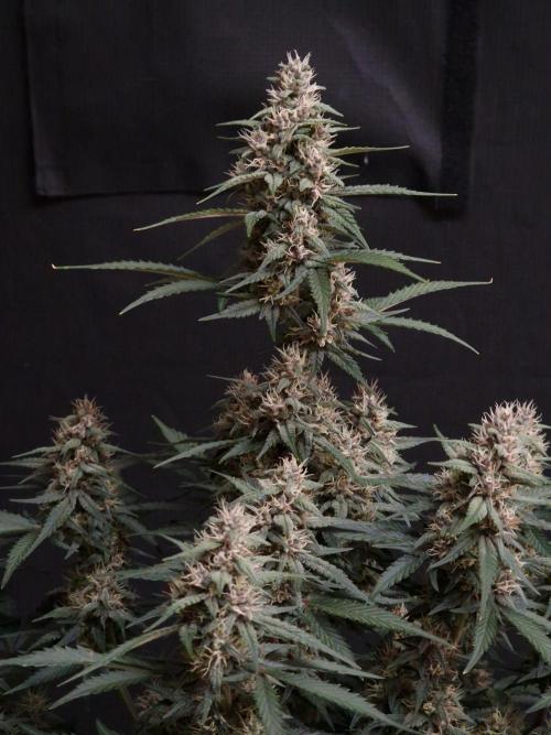 Gorilla Punch Automatic #2. Week 6