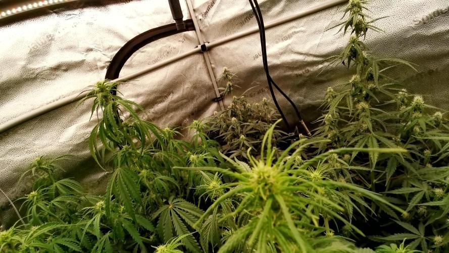 Gorilla Punch Automatic #2