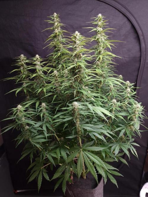 Bruce Banner Automatic. Week 6