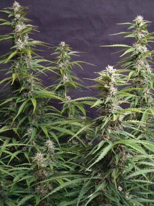 Bruce Banner Automatic. Week 6