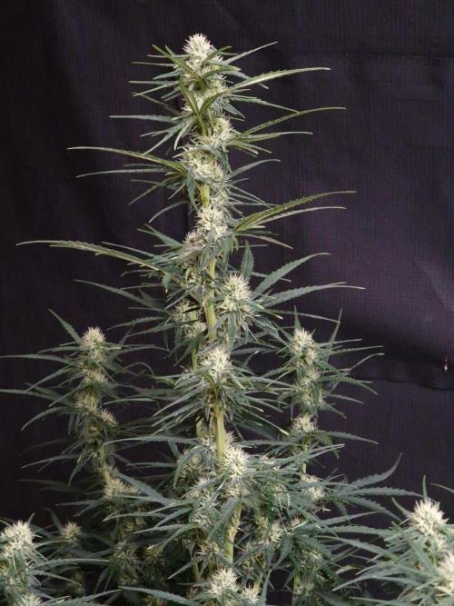 Bruce Banner Automatic. Week 6