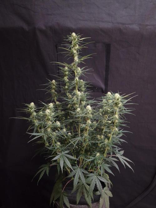 Bruce Banner Automatic. Week 6