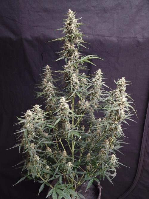 Bruce Banner Automatic. Week 6