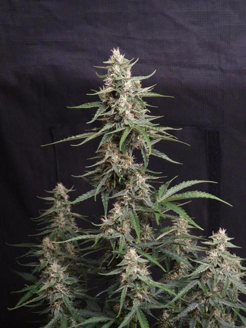 Bruce Banner Automatic. Week 6