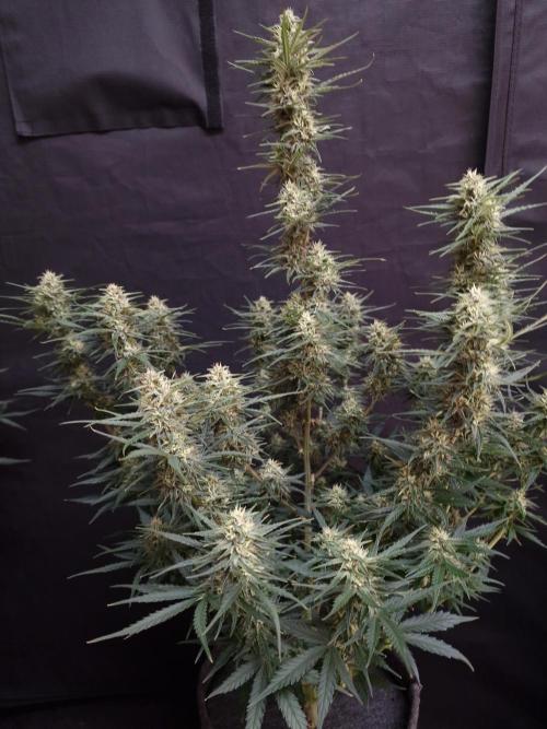 Bruce Banner Automatic. Week 6