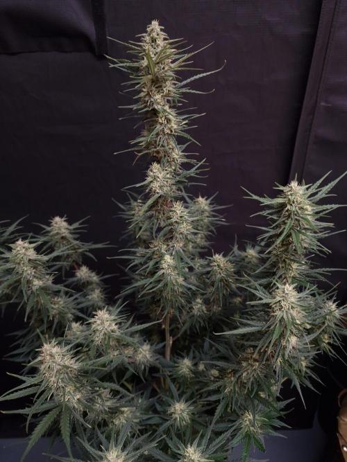 Bruce Banner Automatic. Week 6