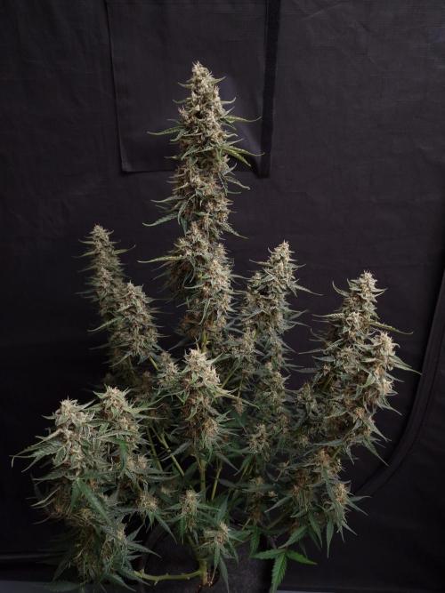 Bruce Banner Automatic. Week 6