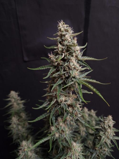 Bruce Banner Automatic. Week 6