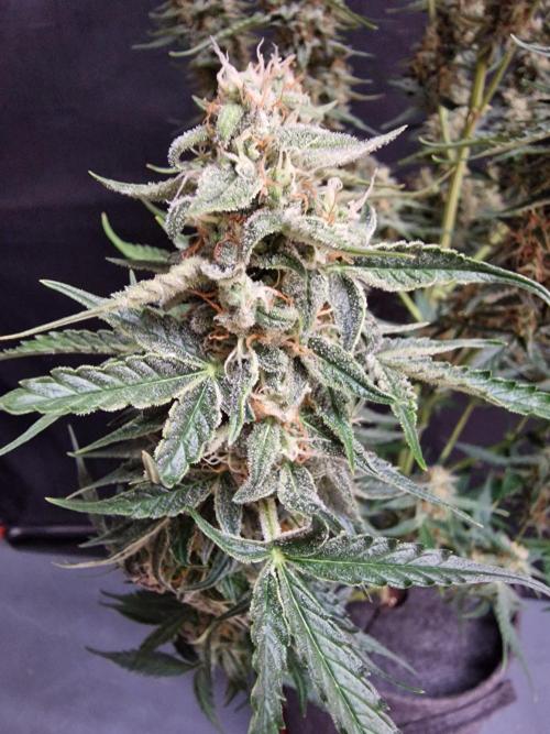 Bruce Banner Automatic. Week 6