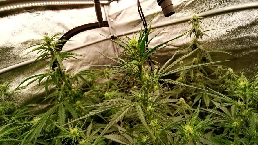 Bruce Banner Automatic