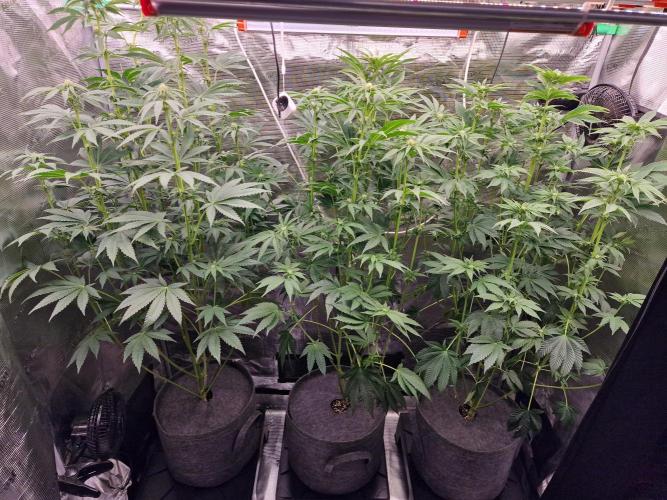 Blueberry Cupcake first Photoperiodics. Week 7 - Day 49