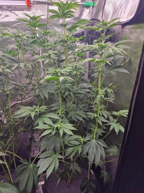 Blueberry Cupcake first Photoperiodics. Week 7 - Day 49 #3