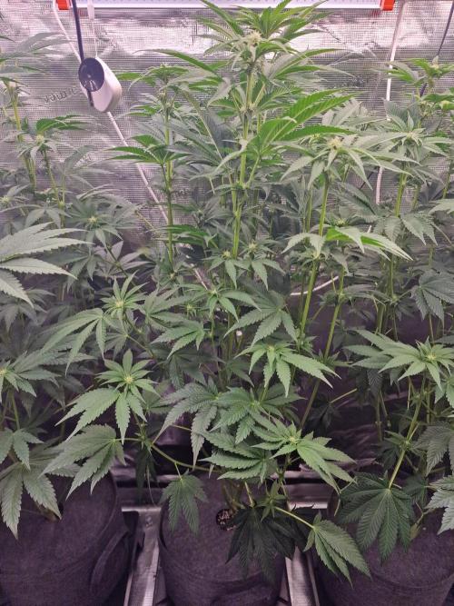 Blueberry Cupcake first Photoperiodics. Week 7 - Day 49 #2