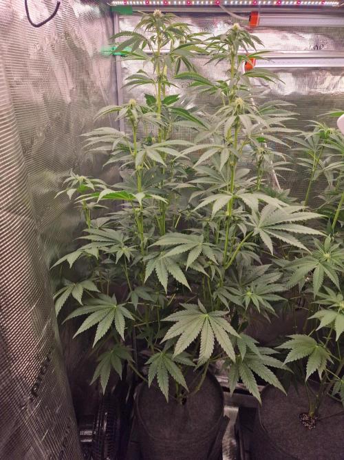 Blueberry Cupcake first Photoperiodics. Week 7 - Day 49#1