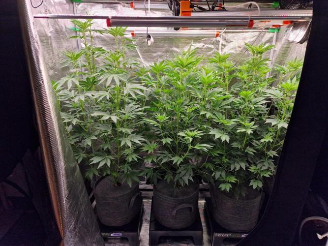 Blueberry Cupcake first Photoperiodics. Week 7 - Day 44