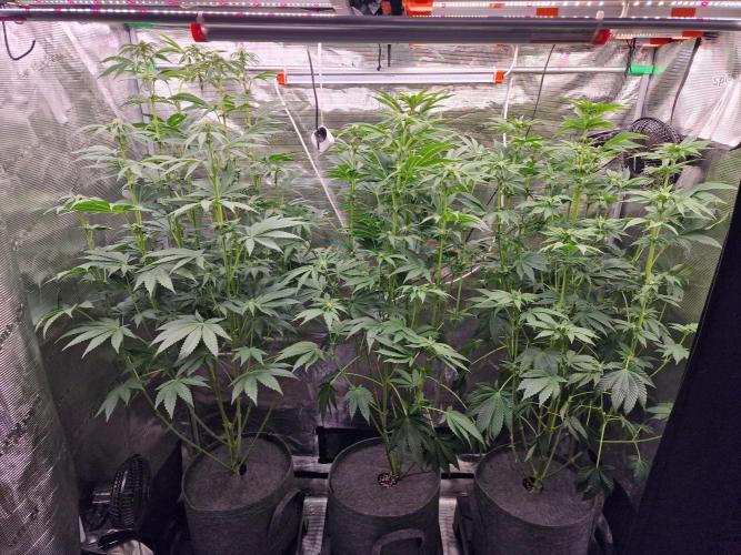 Blueberry Cupcake first Photoperiodics. Week 7 - Day 46