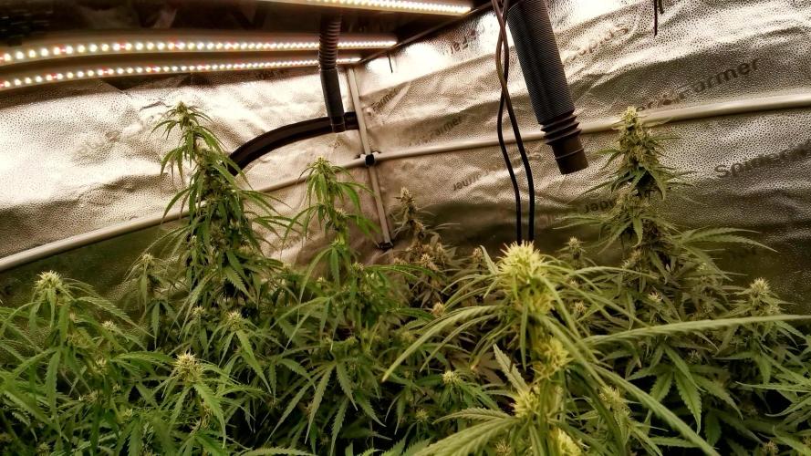 Bruce Banner Automatic