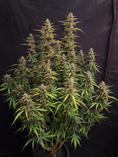 Bruce Banner Automatic. Week 7 - Bruce Banner #1