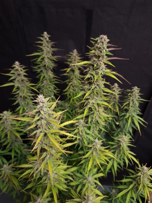 Bruce Banner Automatic. Week 7 - Bruce Banner #1